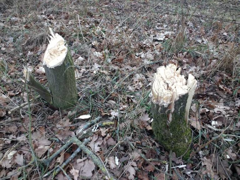 Falsche Knickpflege