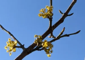 Die gelben Blüten der Kornelkirsche zeigen sich schon im Februar. Sie sind eine wichtige erste Nektarquelle für Hummeln und Bienen.