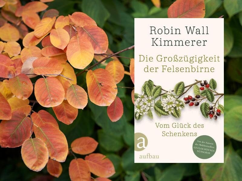 seven75, Amelanchier ovalis, Canva