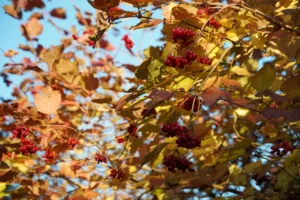 Wunderbare Herbstfärbung: Der Gemeine Schneeball (Viburnum opulus) ist Strauch des Jahres 2025 