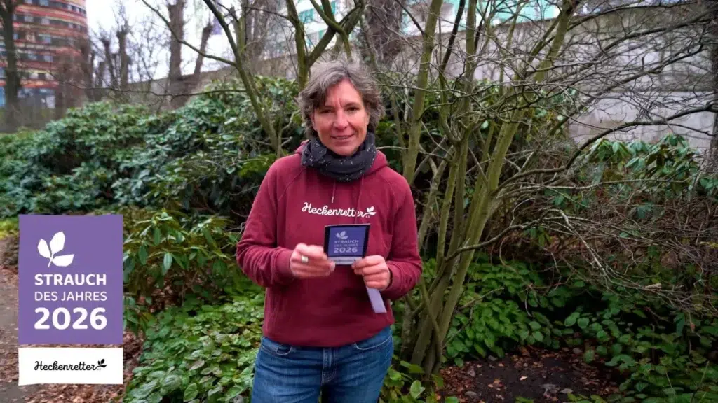 Heckenretter-Vorsitzende Alexandra Werdes begründet im Video, warum sich die Mitglieder bei der Wahl zum Strauch des Jahres für den Gemeinen Schneeballs entschieden haben