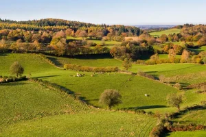 Heckenlandschaft-0-T-Bernot