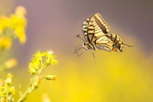 flying-old-world-swallowtail-butterfly-DVA3H4Q-web