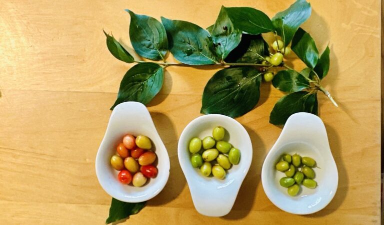 kornelkirschen als snack